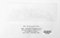 Uromyces polygoni-avicularis image